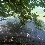 L'oleandro Sul D'iseo *