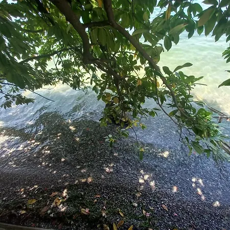 L'oleandro Sul D'iseo *
